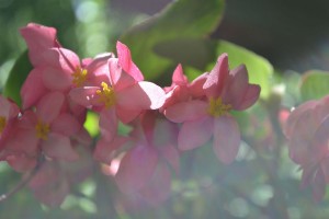 DSC 0006 