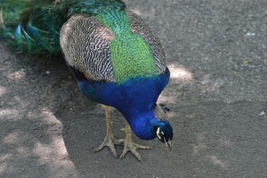 DSC 0049 
