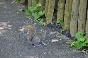 DSC 0059 